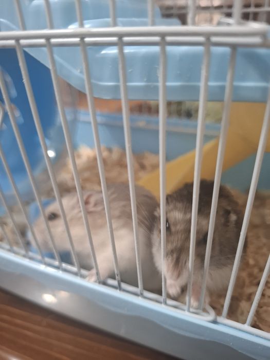 2 мальчика с клеткой продам