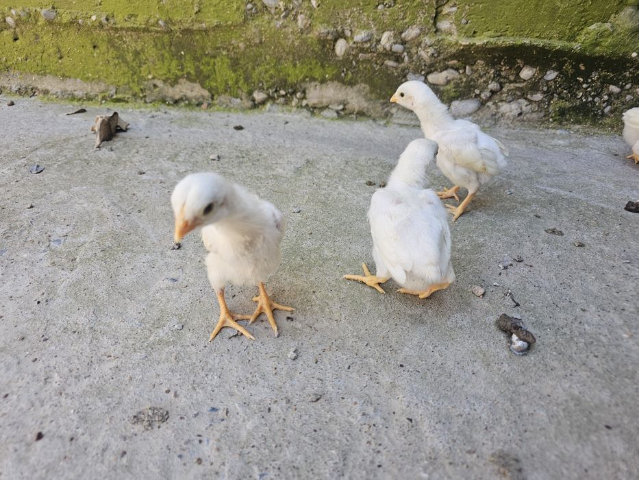 О шамо немец (ақ) балапандары сатылады