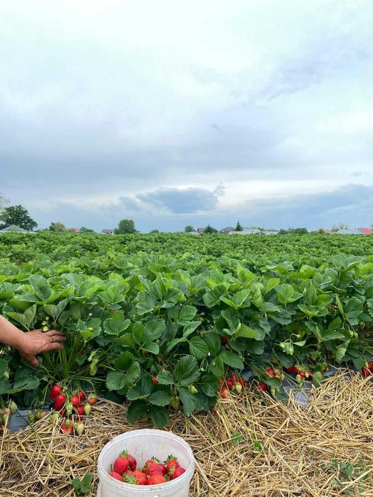 Vand stoloni soiul albion si diverse soiuri anuale Asia,Alba