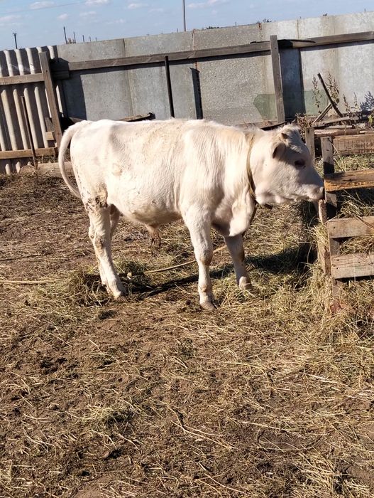 Продам бычка 1.5г