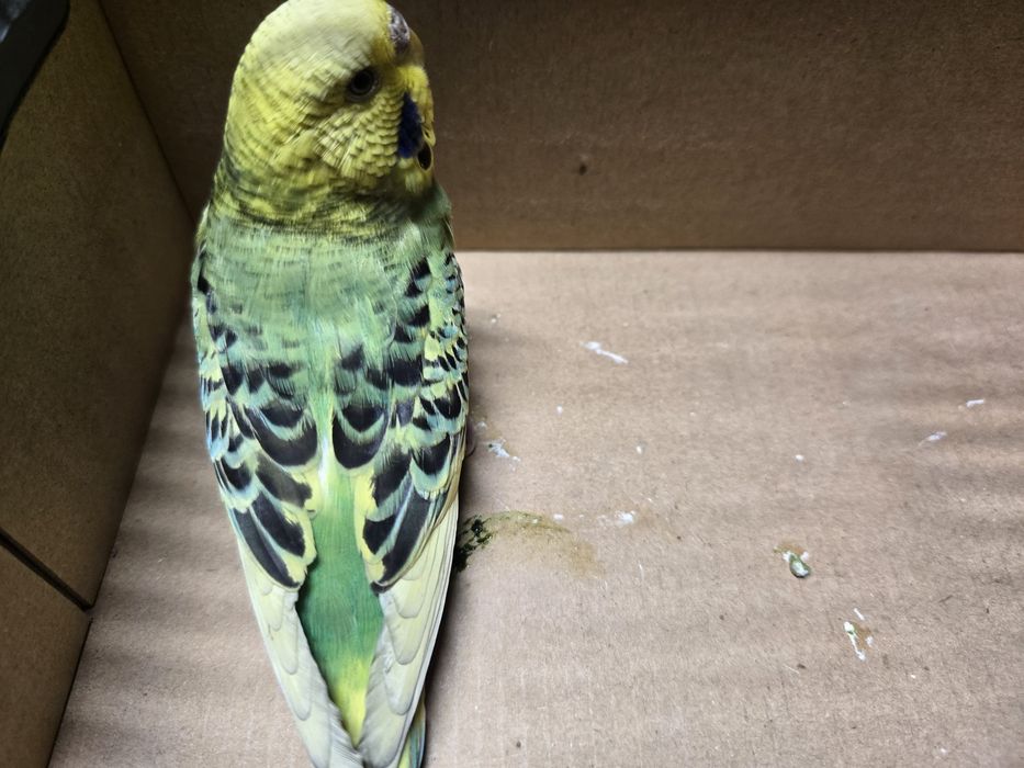 Papagali peruși de vânzare