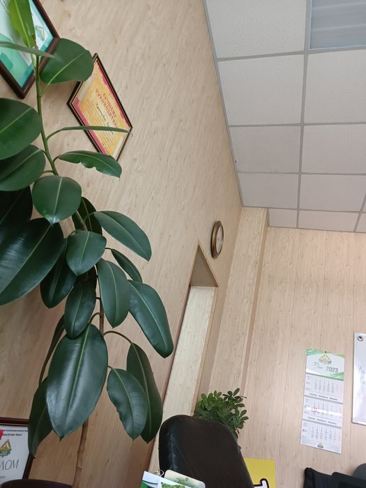 Срочно продам Домашние цветы