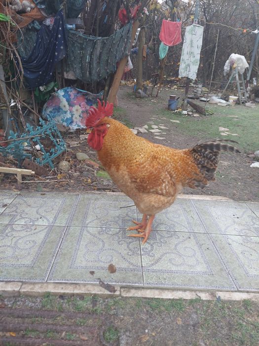 Dau  cocos tanar din imagine  la  schimb cu gaina, cocos rasa kabir