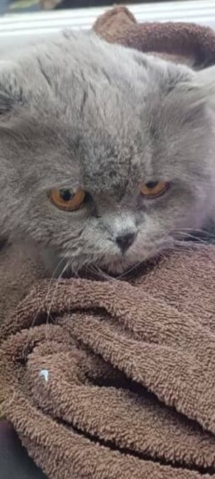 МЕГА Ласковый кот с принадлкжностями!