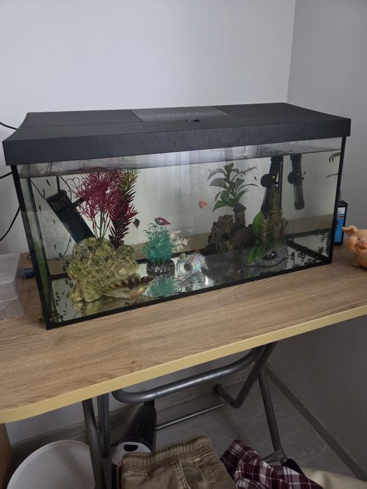 Vând acvariu 60 L cu accesorii si pești