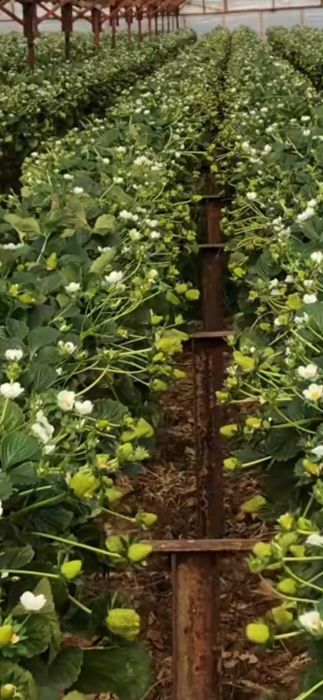 Продавам разсад ягоди и малини