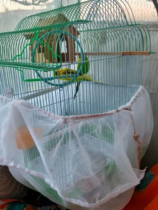 Продам парочку попугай