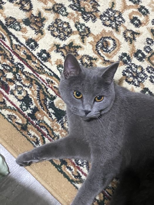 Британская пушистая кошка