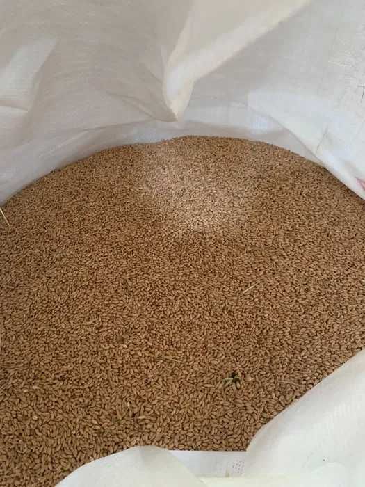 Lucerna granulata, grau, orz, porumb, sroturi floare/soia, uruiala