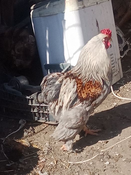 Продам домашних цыплят