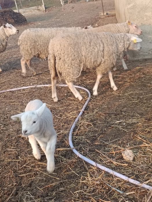 Berbeci  texel de vânzare