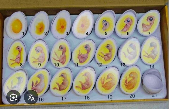 Инкубационные яйца