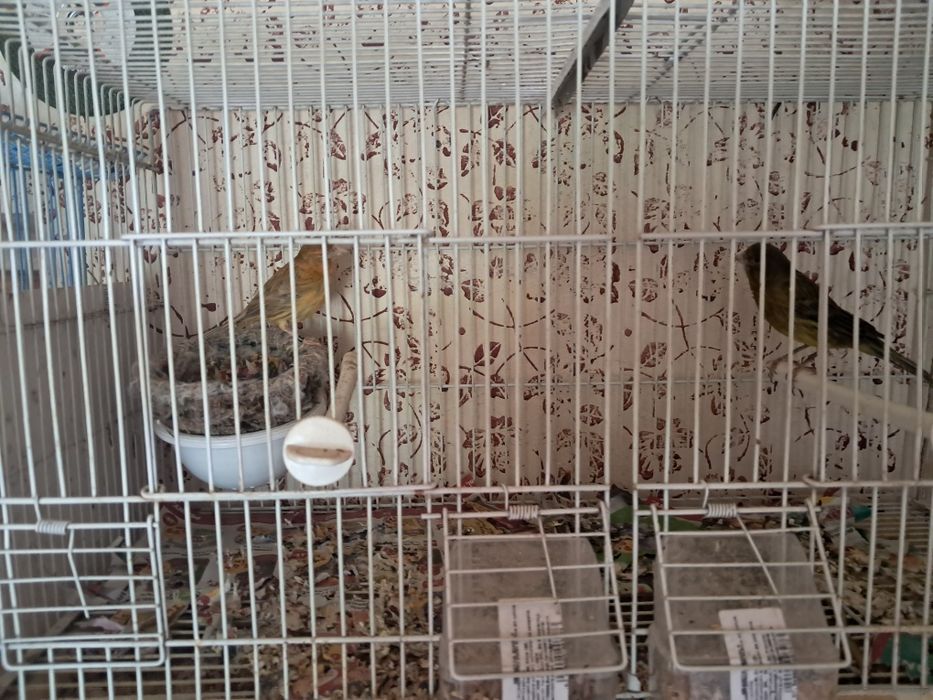 Canari de vanzare