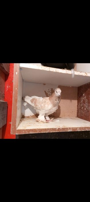 Продам голубей бойных