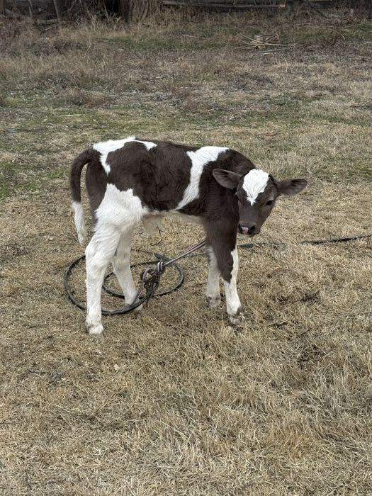 Алатау Суттi сиыр