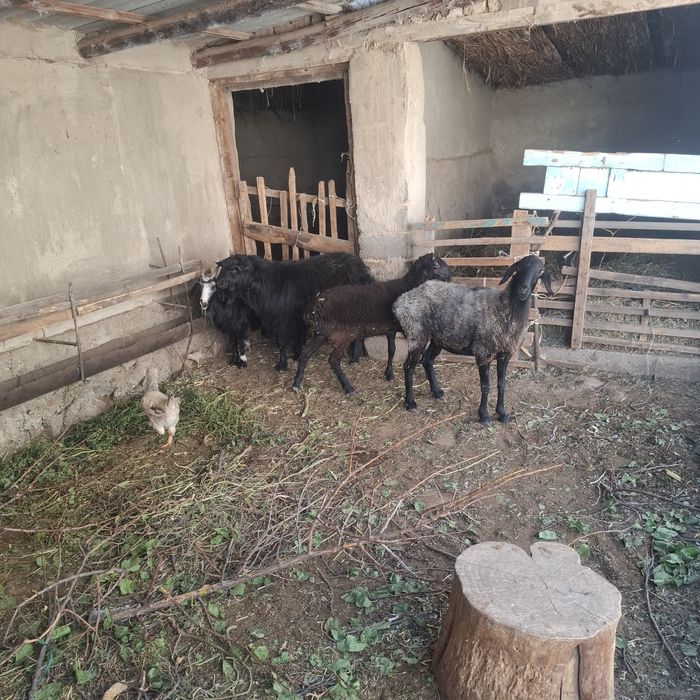 Кой теке сатлады