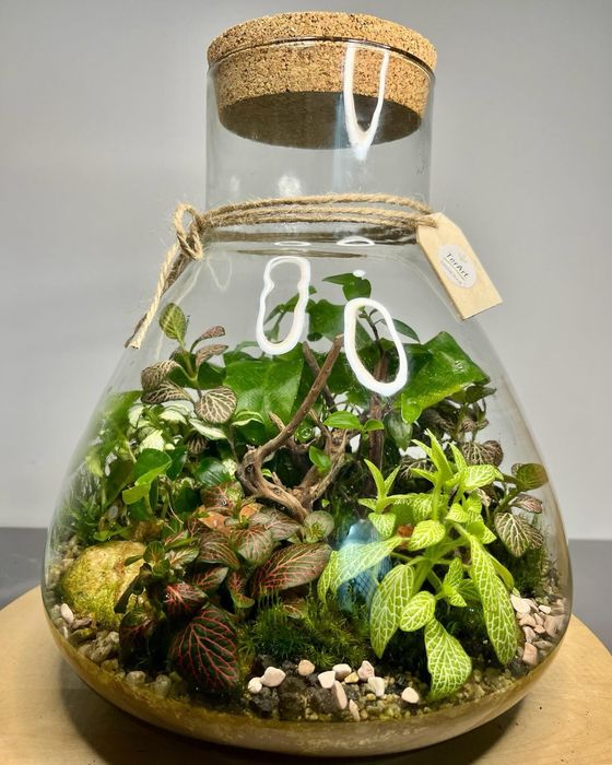 Мини терариуми с живи растения, екосистема в буркан