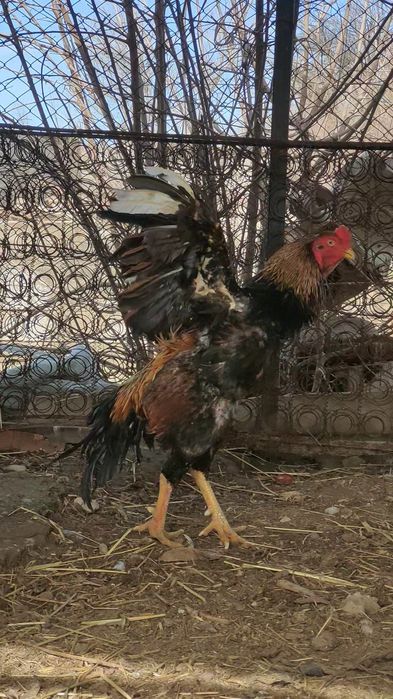 Дакан туляк бойцовый петух сатылады