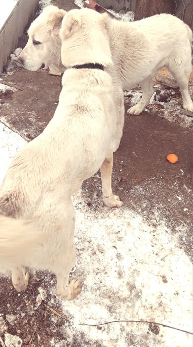 Продавам алабайчета