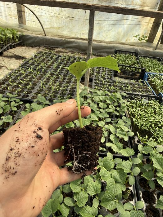 Разсади: Домат , Краставица , Пипер, тиквичка и патладжан