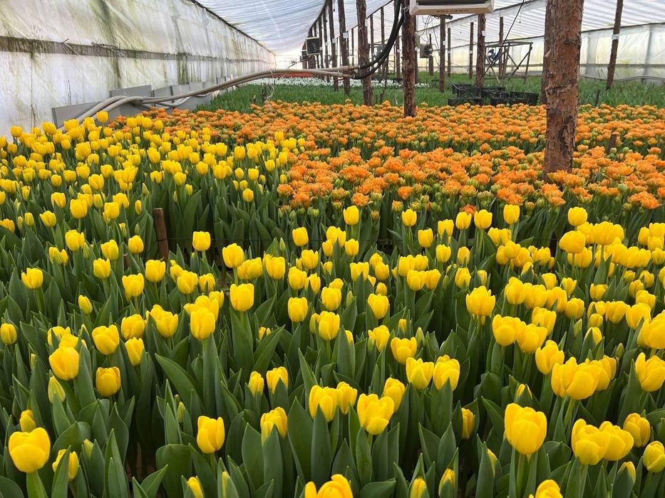 Тюльпаны белорусские оптом