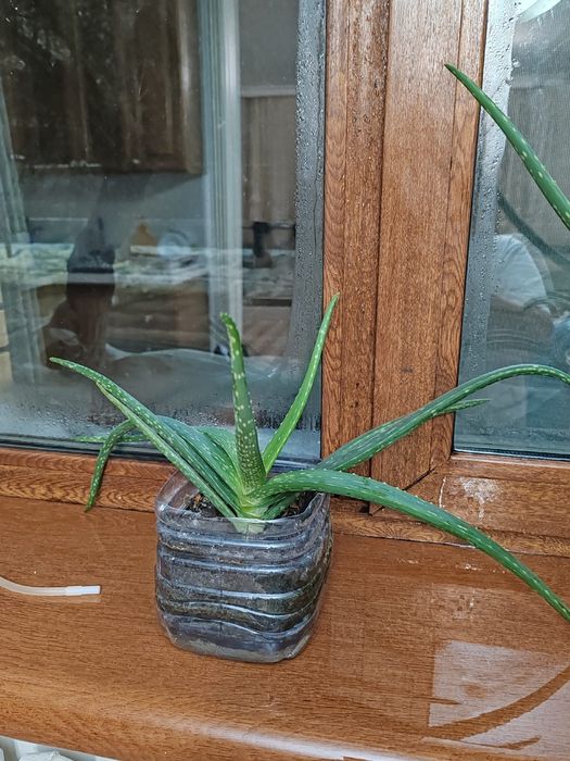 Продам алое вера