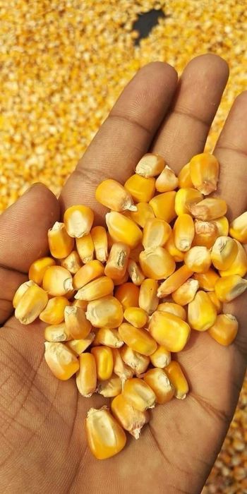 Жүгері тұқымы.Семена кукурузы