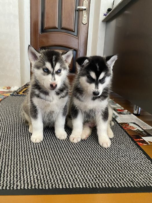 Сибириский Хаски чистакровний гарантия