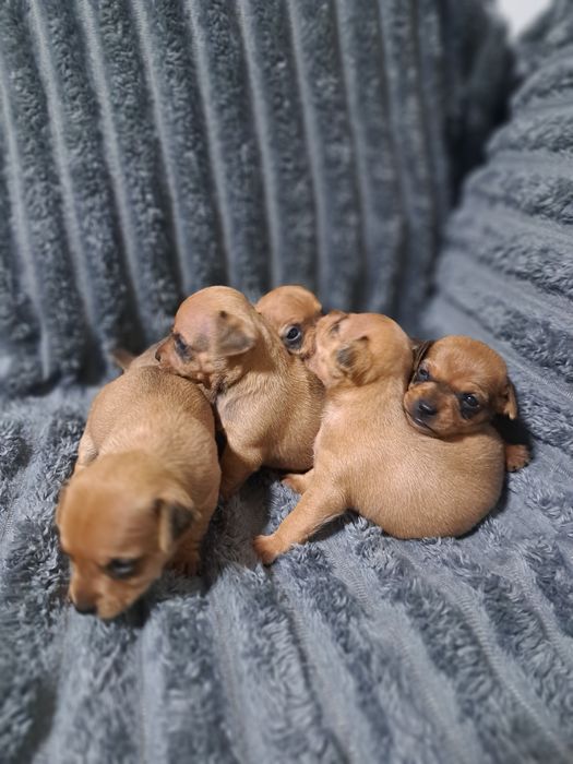 Продам карликовых пинчеров