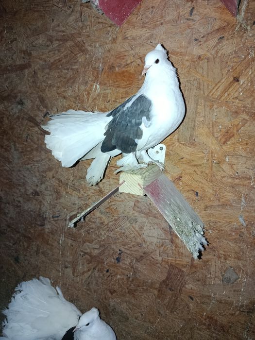 Voltati indieni de vanzare