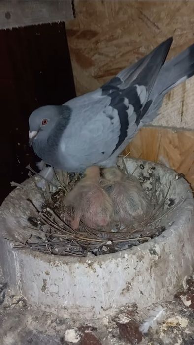 voiajori de vânzare