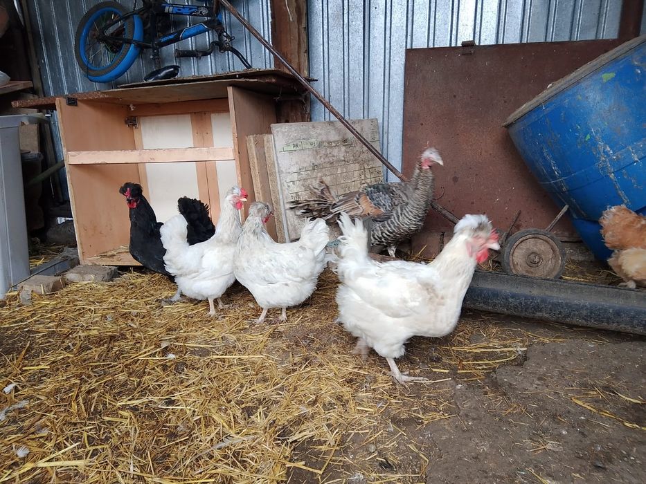 Үй құстары сатылады