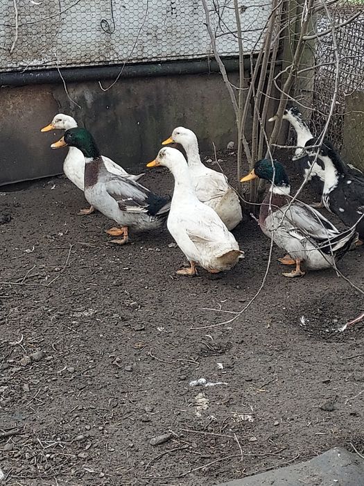 Vînd rațe și rățoi