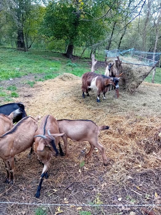 Vând capre  la 500ron