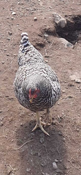 Vând 100 de găini ouătoare