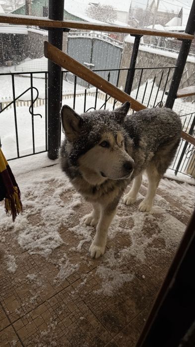 Аляскинский маламут вязка