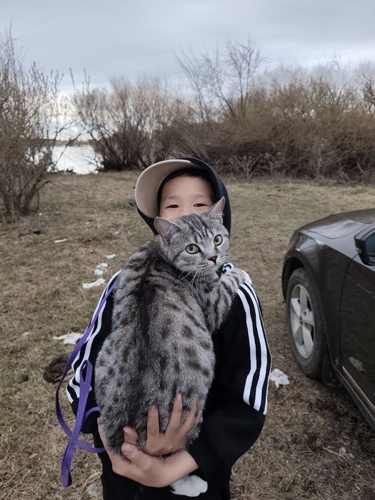 Отдам кошку в добрые руки