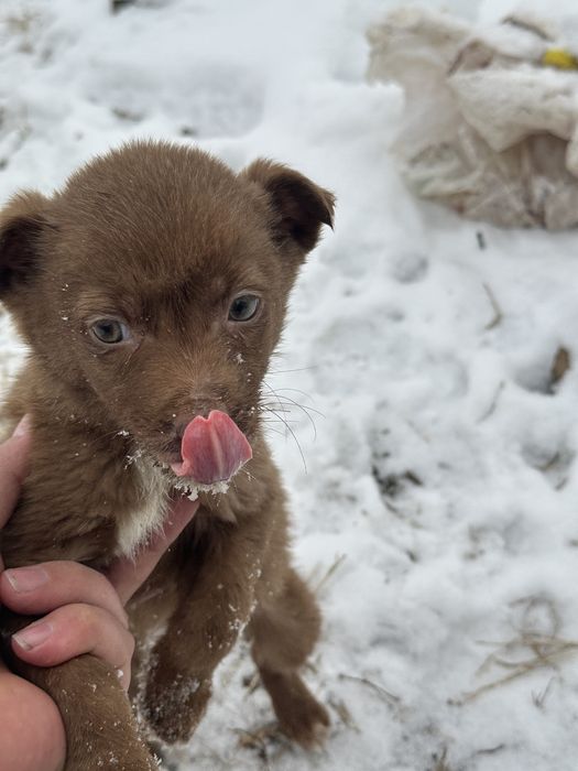 Отдам щенят в хорошие руки