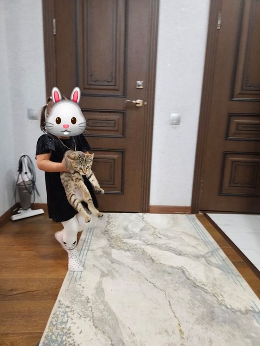 Отдам даром в добрые руки кошку