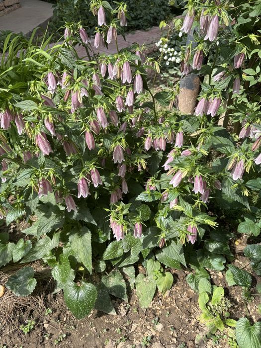 Растения из сада