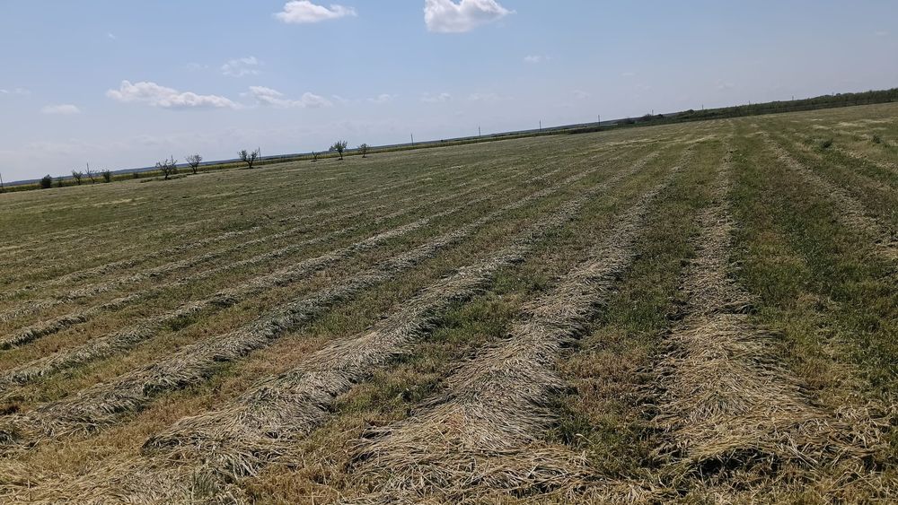 Lucernă  coasa 1