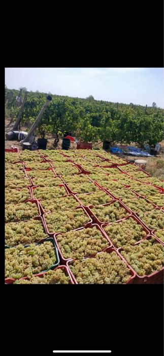 Vand struguri de vin