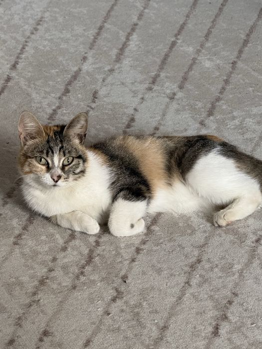 Отдаем кошечку в добрые руки