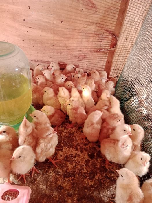 Цыплята разные породы