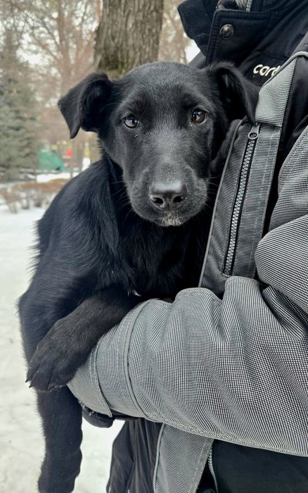 Собачка в добрые руки