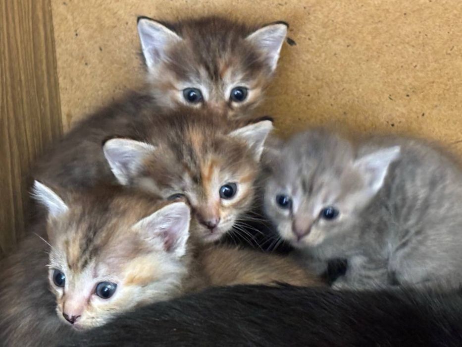 отдам котят в добрые руки