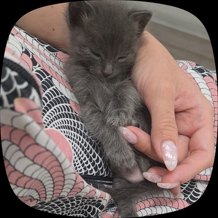 Котёнок маленький