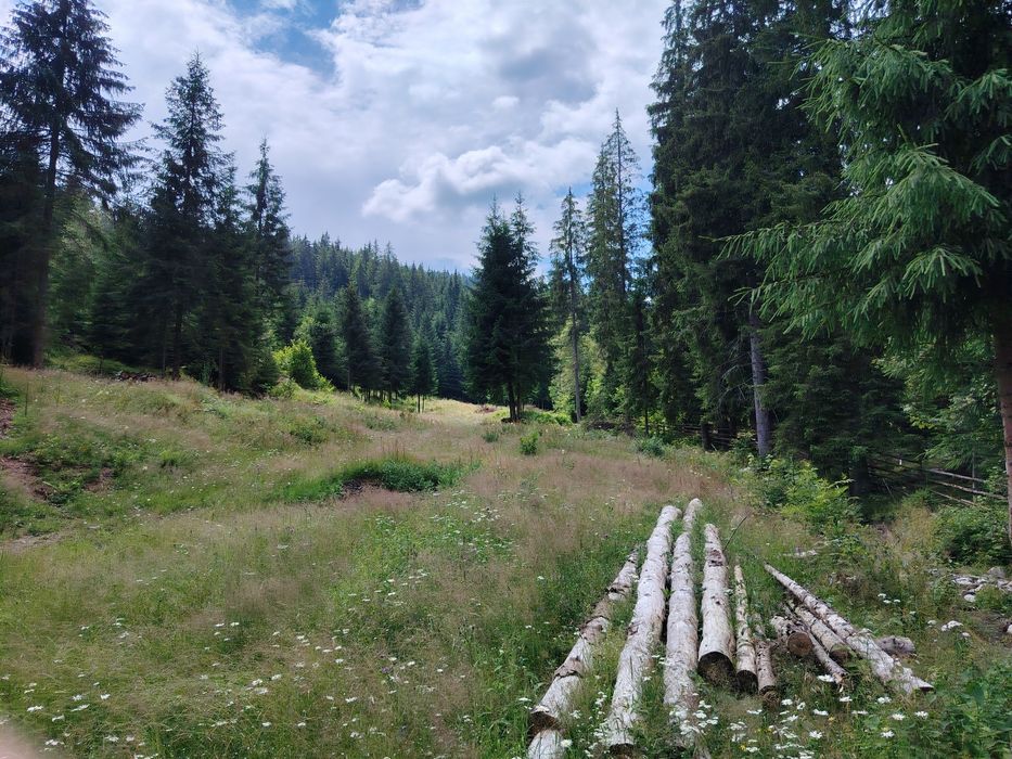 Vând teren în pădure  pt persoanele care doresc să-și construiască cabane din bușteni ,case tip hobbit ,case tradiționale sau să triască off grid..