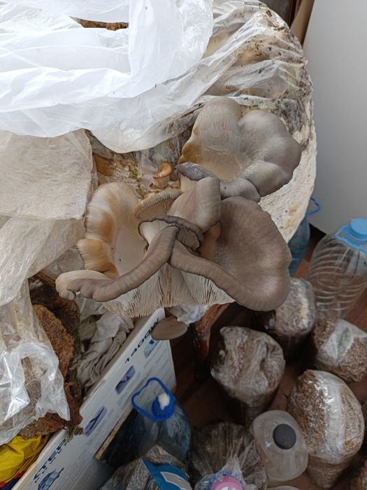 Ciuperci pleurotus de vanzare