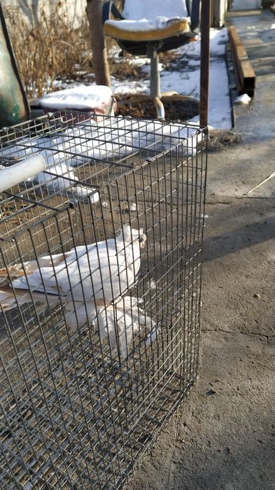 Жас Голубка молодая идет в пару